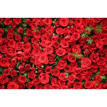 Rose Garden Flower